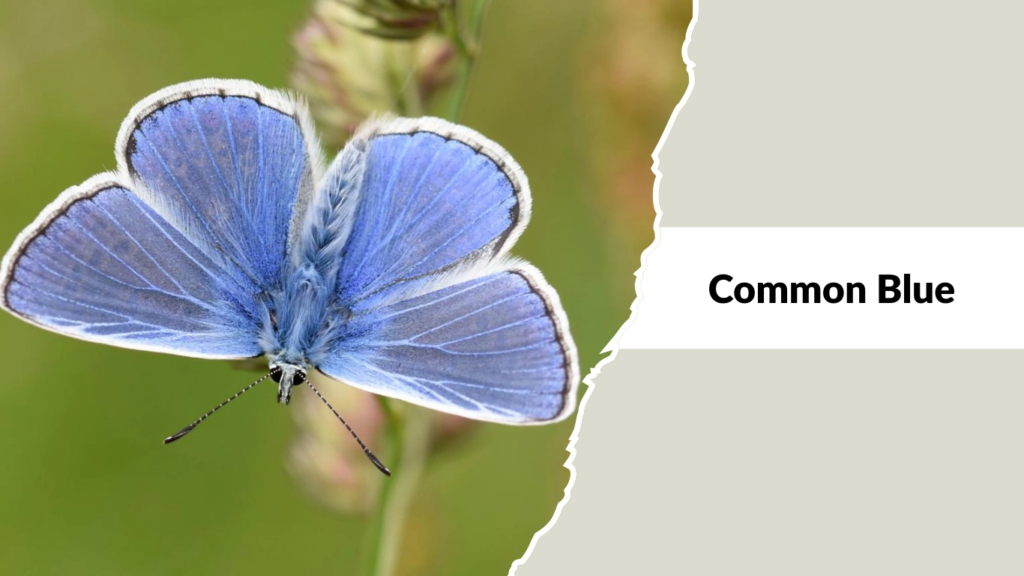 Common Blue