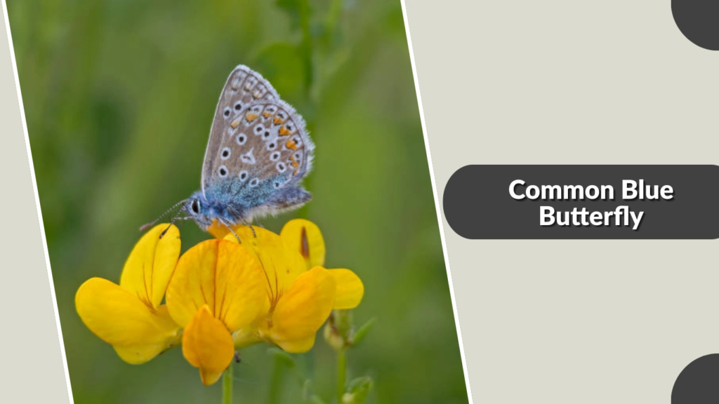 Common Blue Butterfly