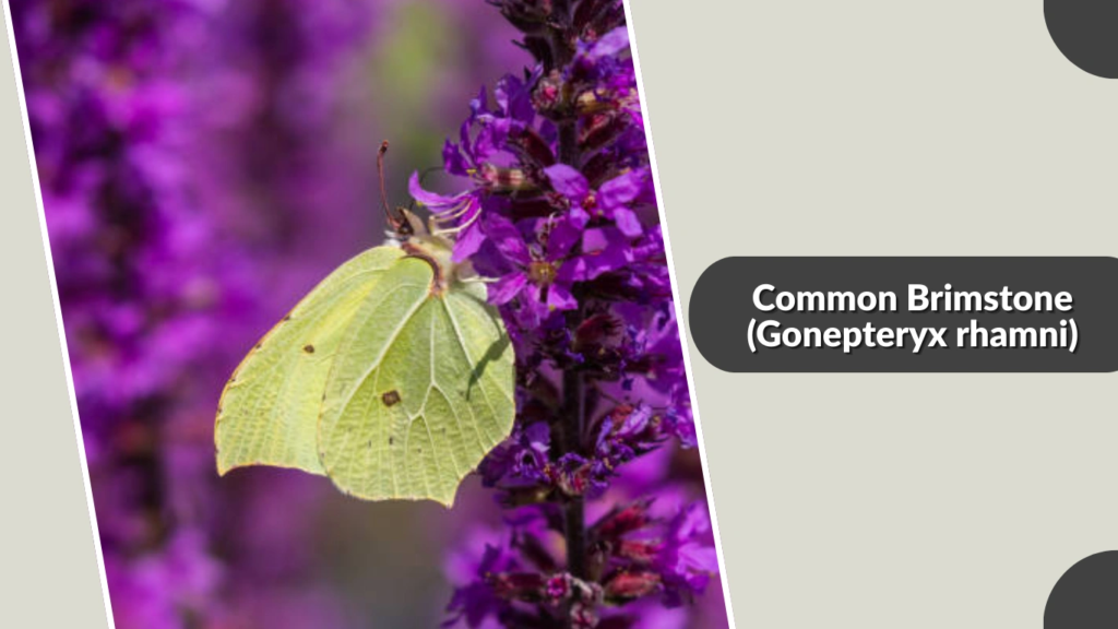 Common Brimstone (Gonepteryx rhamni)