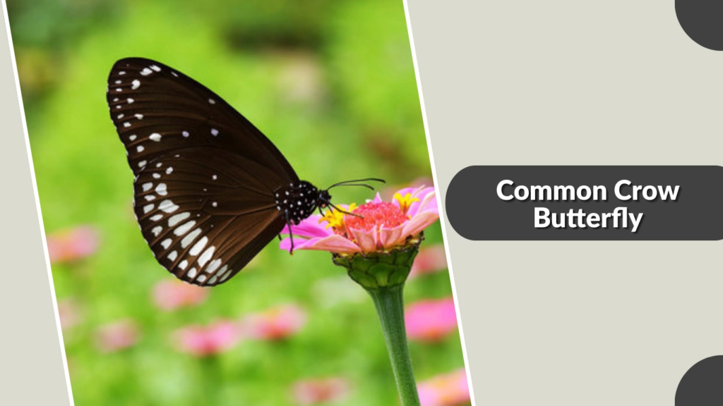 Common Crow Butterfly