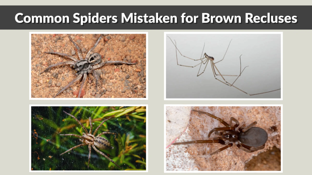 Common Spiders Mistaken for Brown Recluses