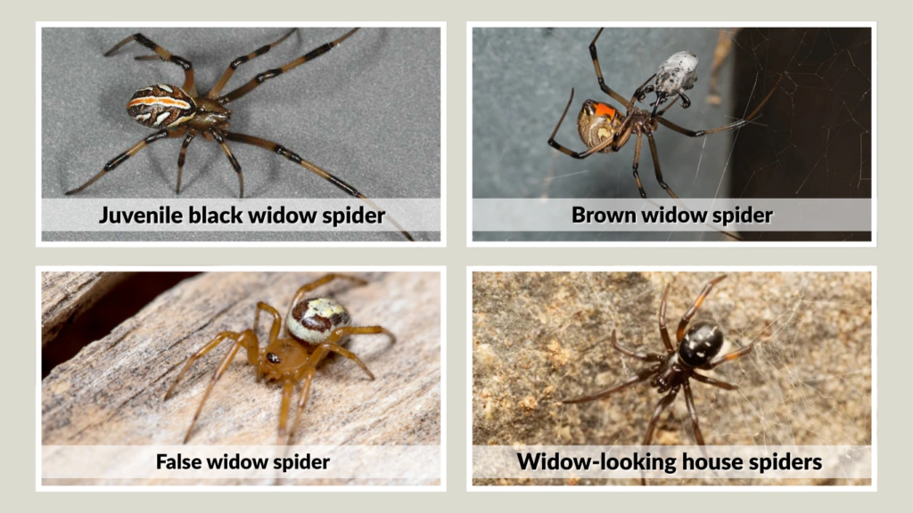 Common Spiders Mistaken for a White Widow Spider