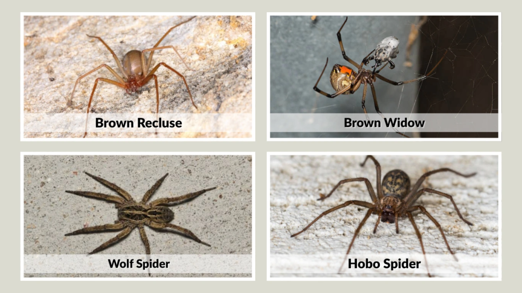 Comparison With Similar Spiders