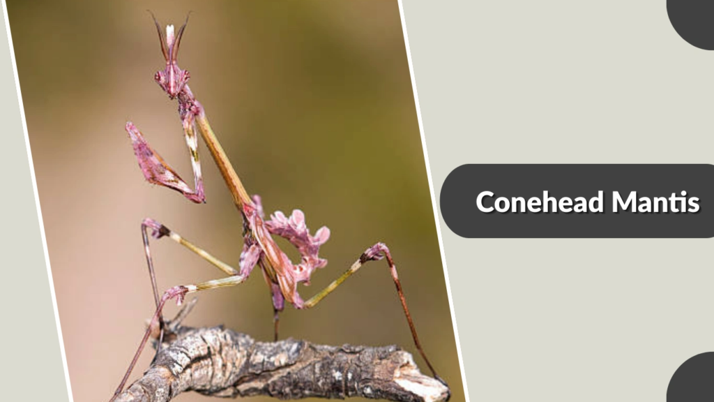 Conehead Mantis
