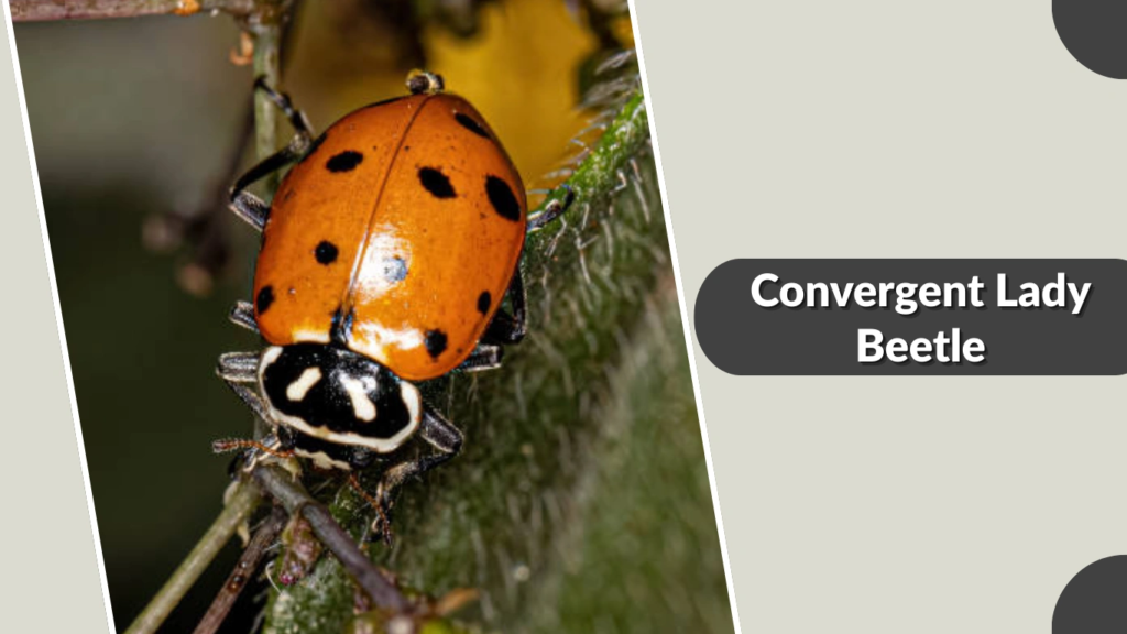 Convergent Lady Beetle