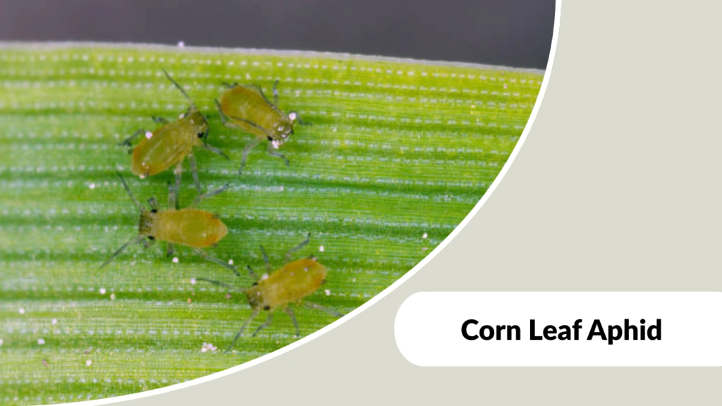 Corn Leaf Aphid