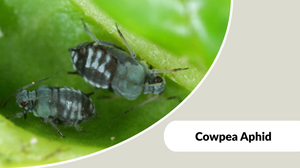 Cowpea Aphid