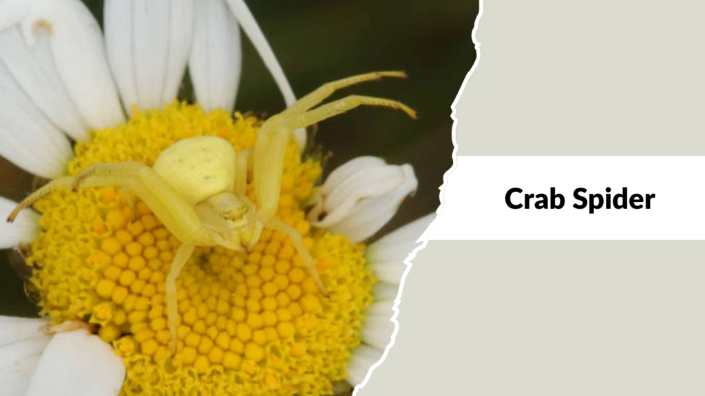 Crab Spider