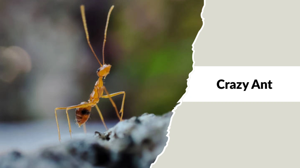 Crazy Ant