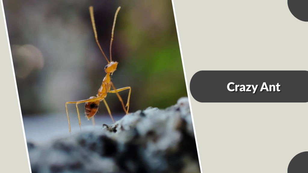 Crazy Ant