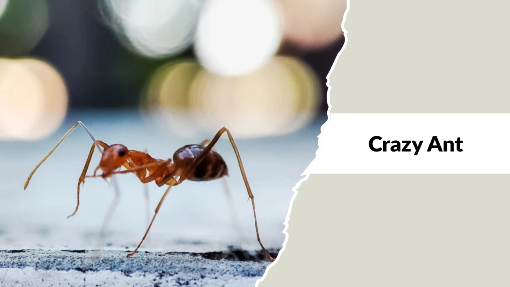 Crazy Ants