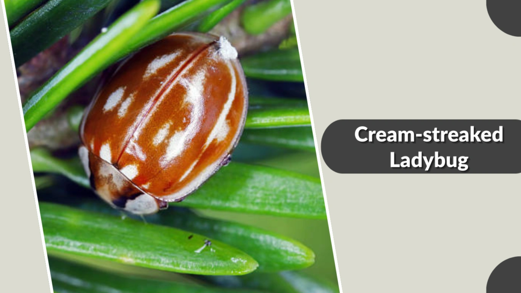 Cream-streaked Ladybug