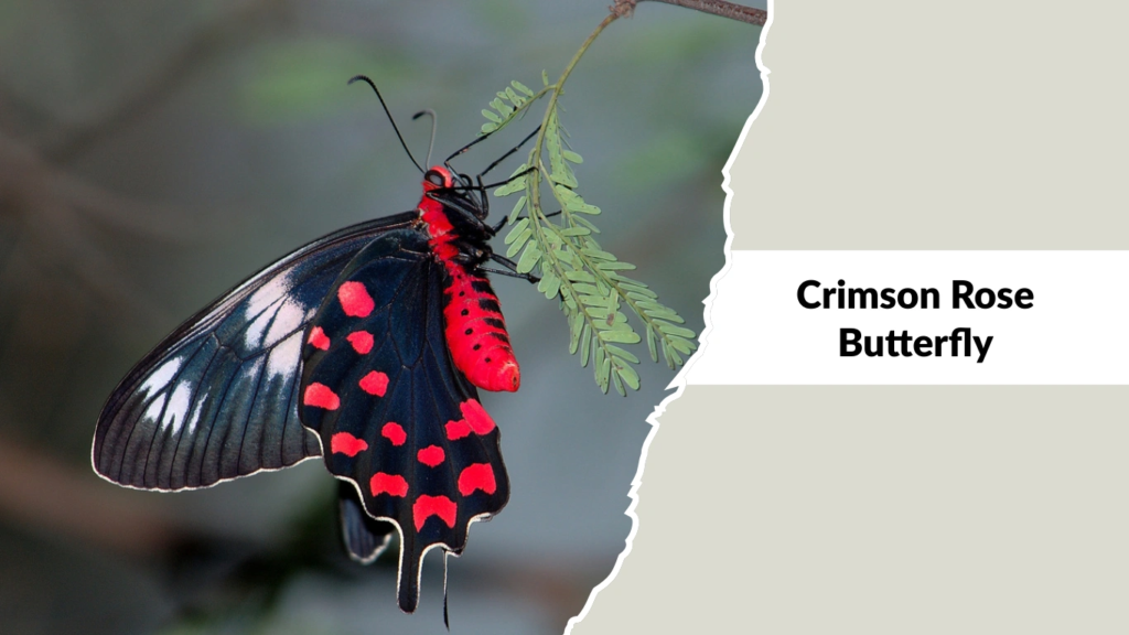Crimson Rose Butterfly