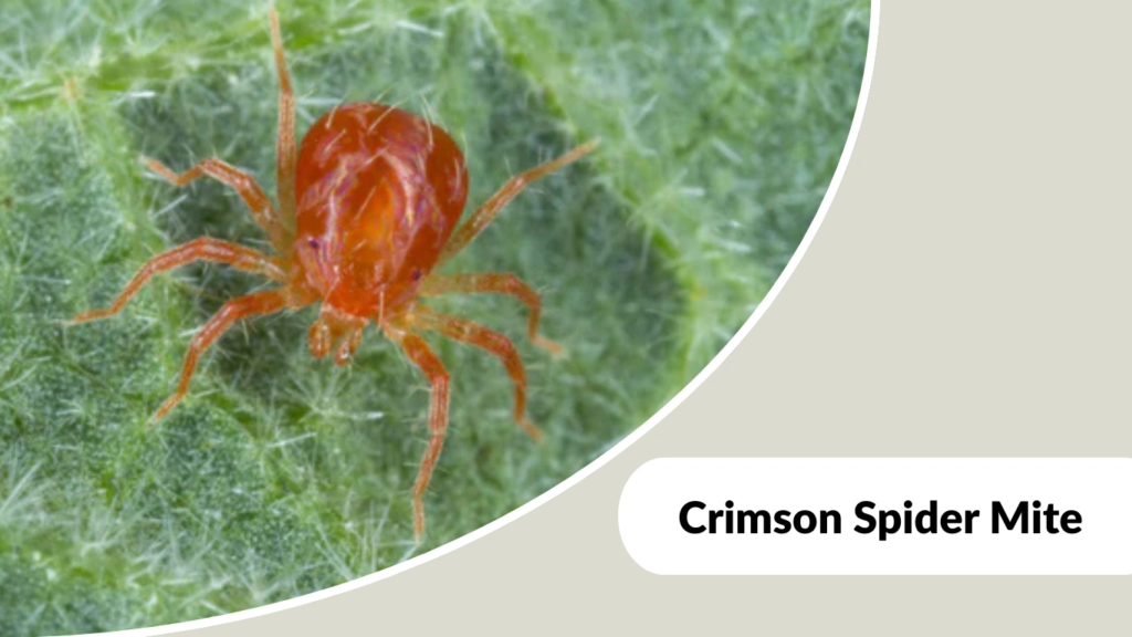 Crimson Spider Mite
