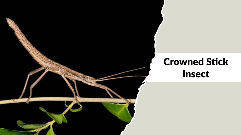 Crowned Stick Insect