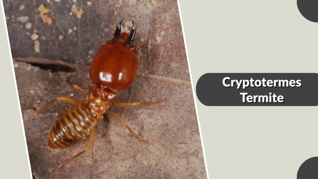 Cryptotermes Termite