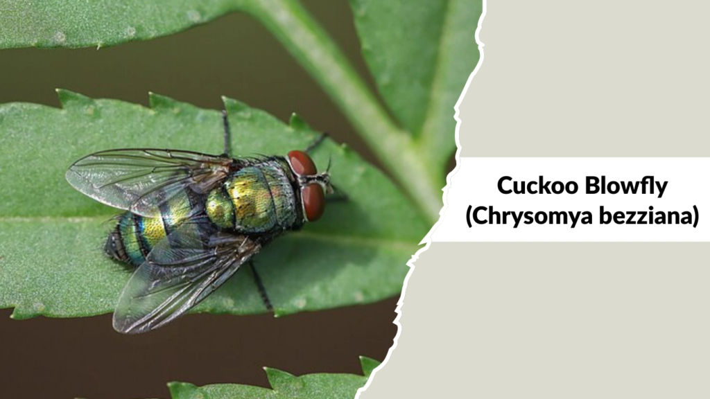 Cuckoo Blowfly (Chrysomya bezziana)