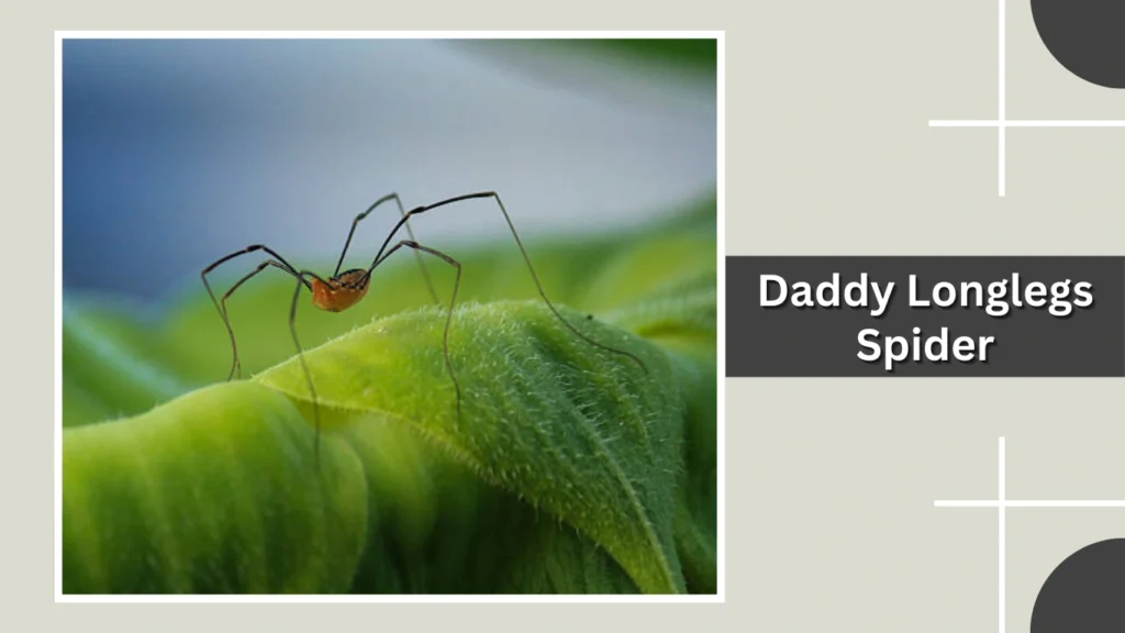 Daddy Longlegs Spider