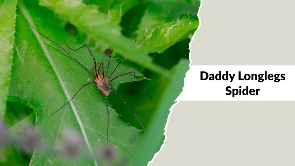 Daddy Longlegs Spiders