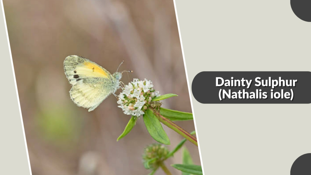 Dainty Sulphur (Nathalis iole)