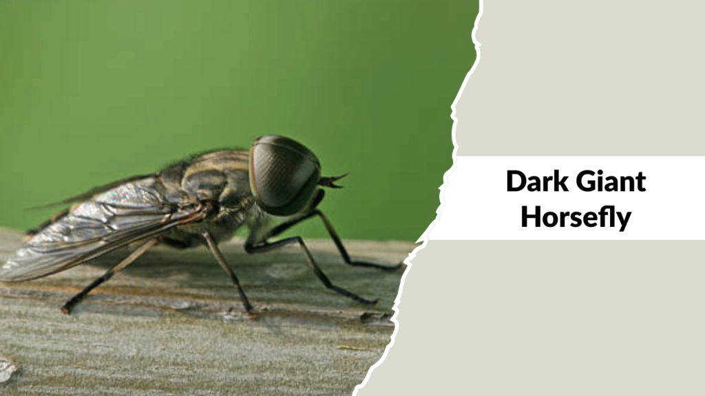 Dark Giant Horsefly