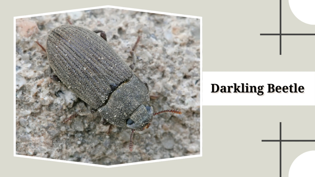 Darkling Beetle