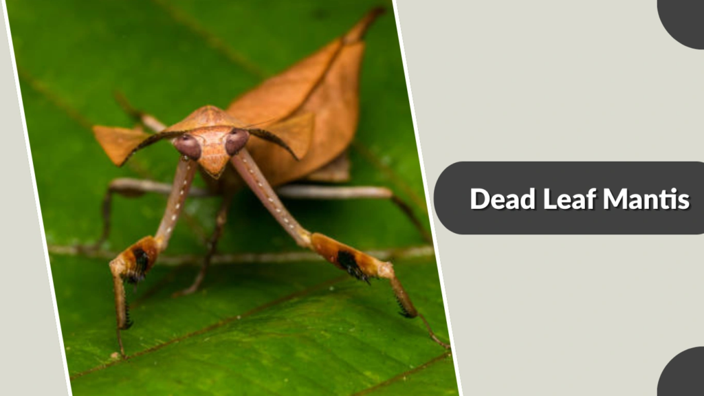 Dead Leaf Mantis