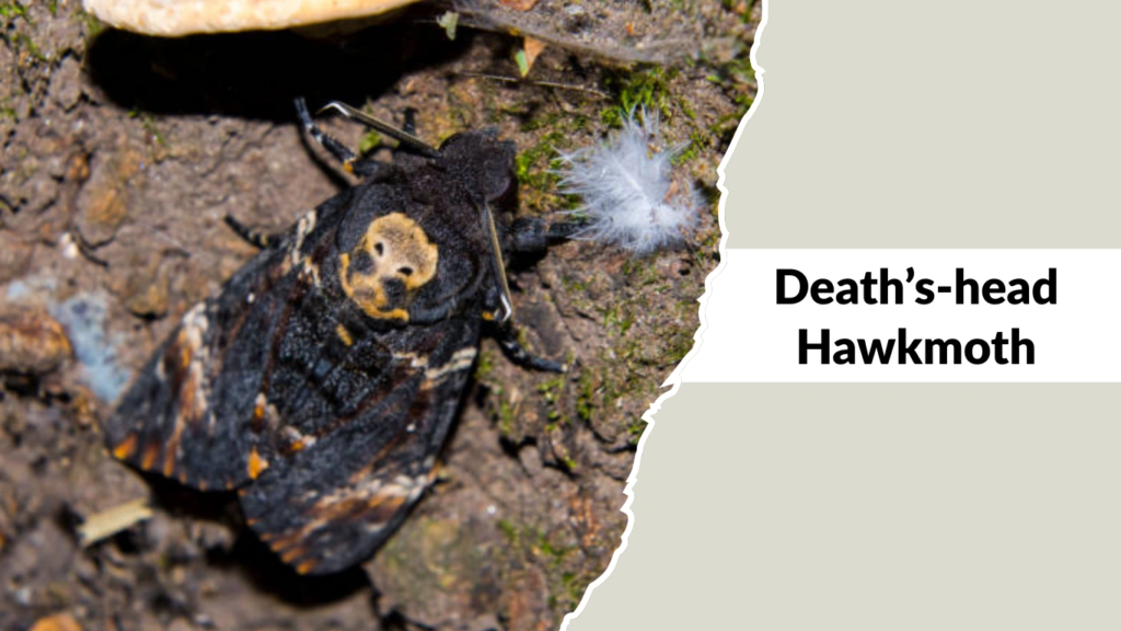 Death’s-head Hawkmoth