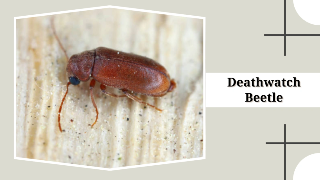 Deathwatch Beetle
