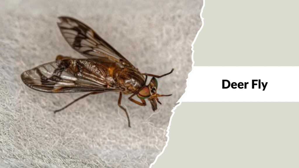 Deer Fly