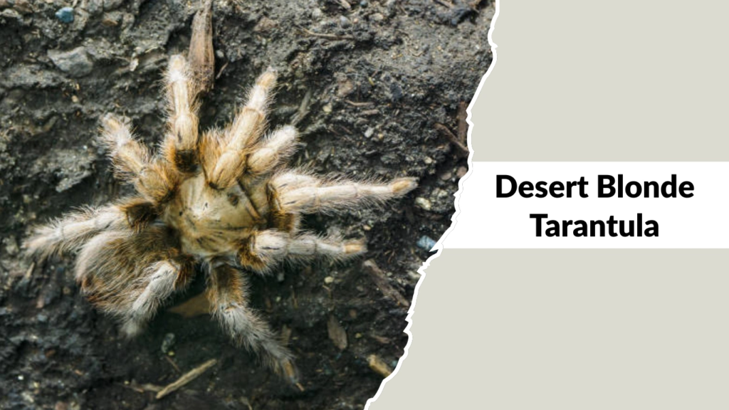 Desert Blonde Tarantula