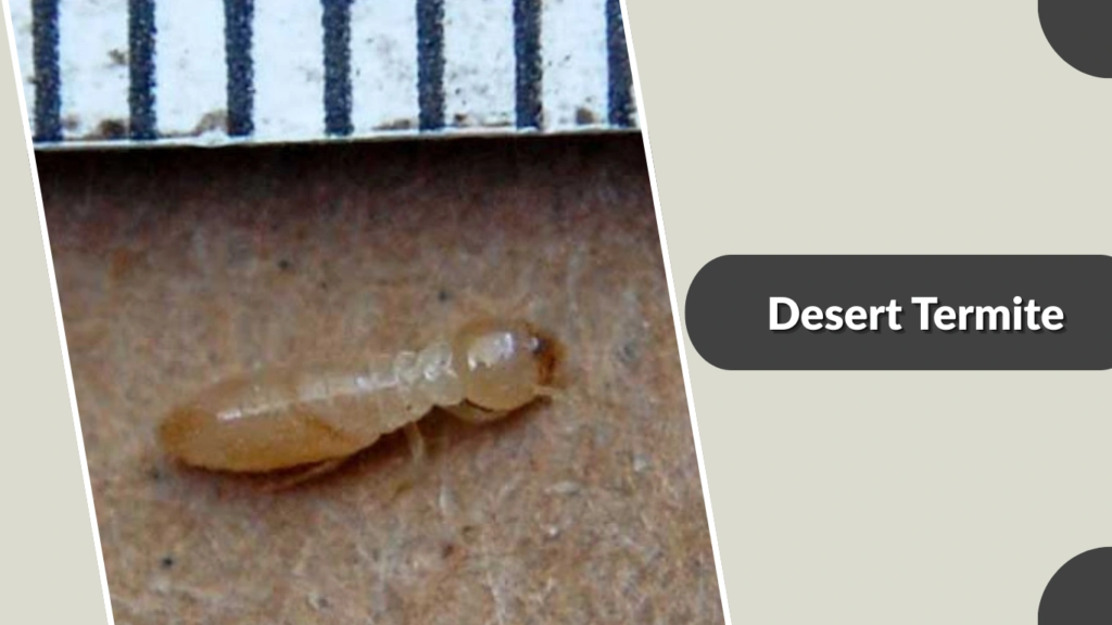 Desert Termite
