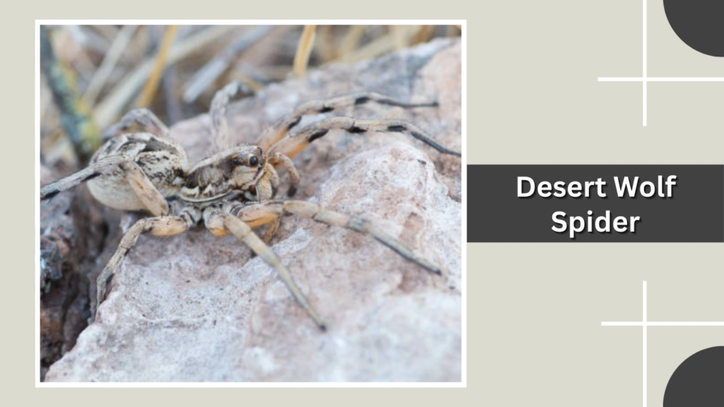 Desert Wolf Spider
