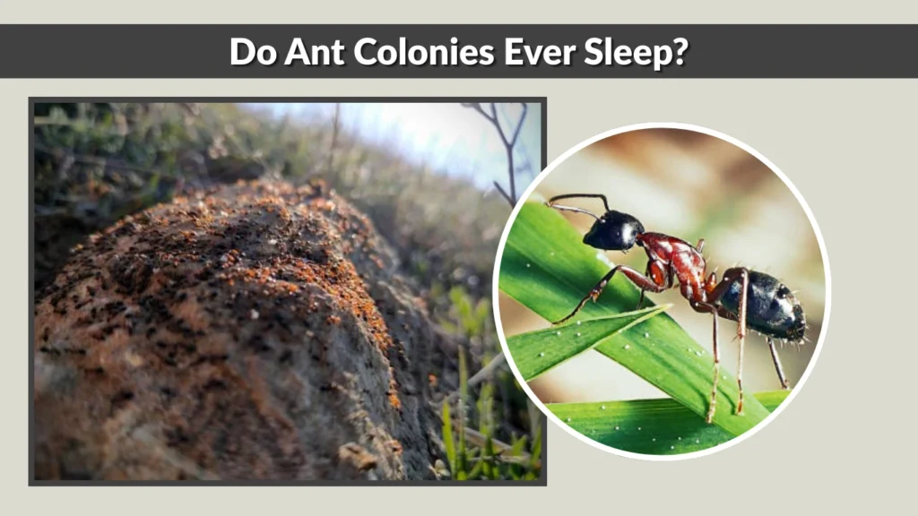 Do Ant Colonies Ever Sleep
