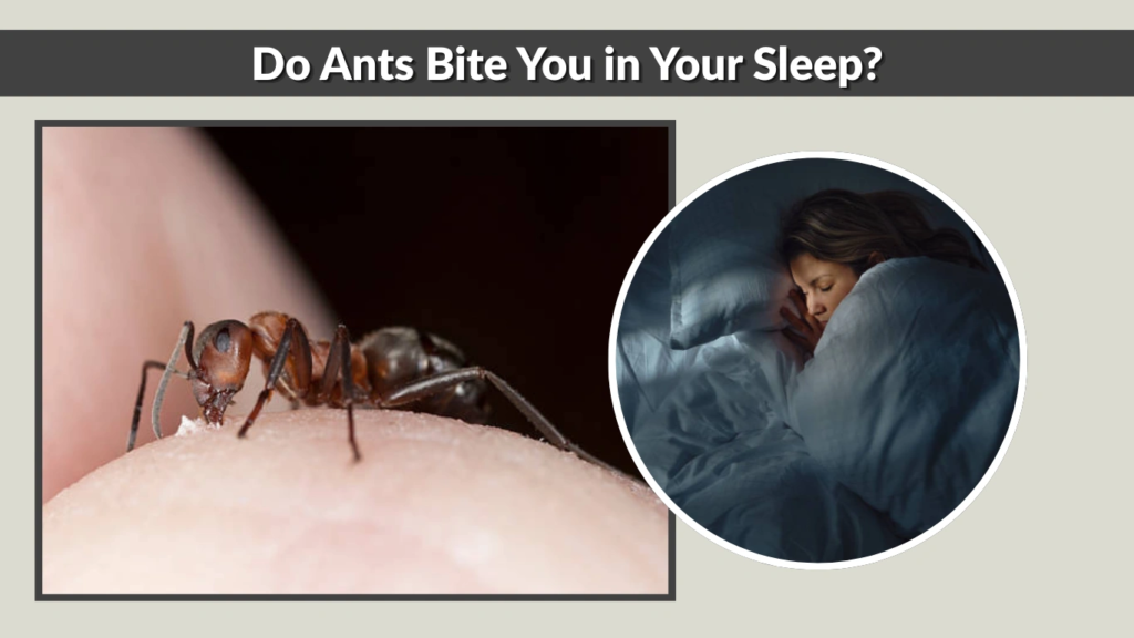 Do Ants Bite You in Your Sleep