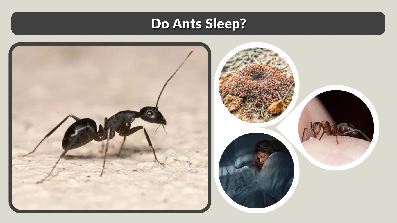 Do Ants Sleep Ant Sleep Explained