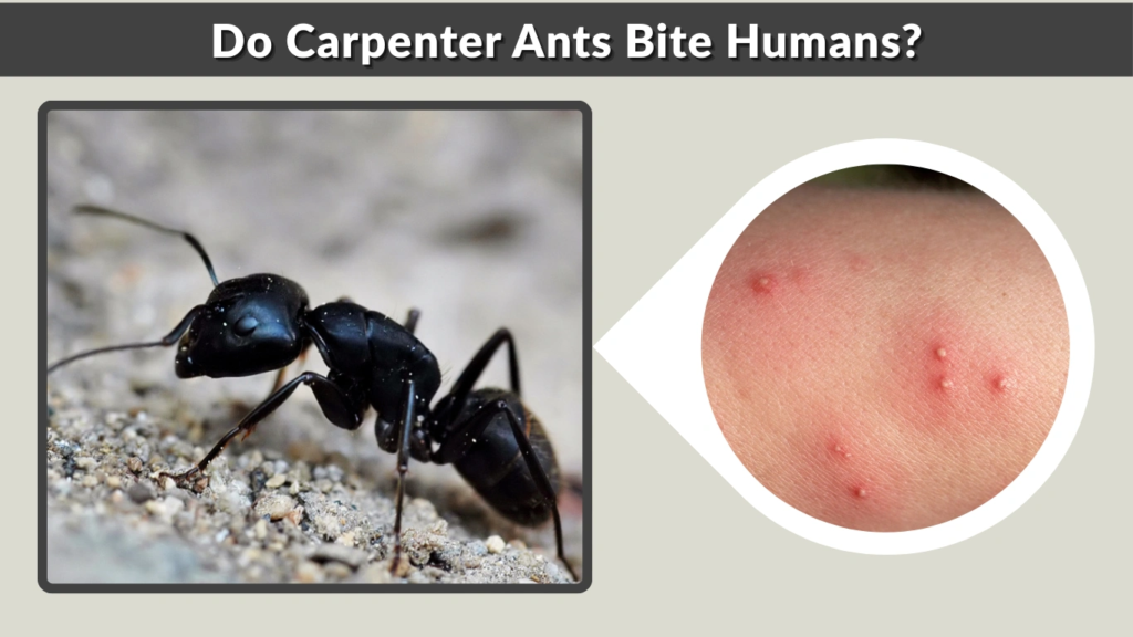 Do Carpenter Ants Bite Humans