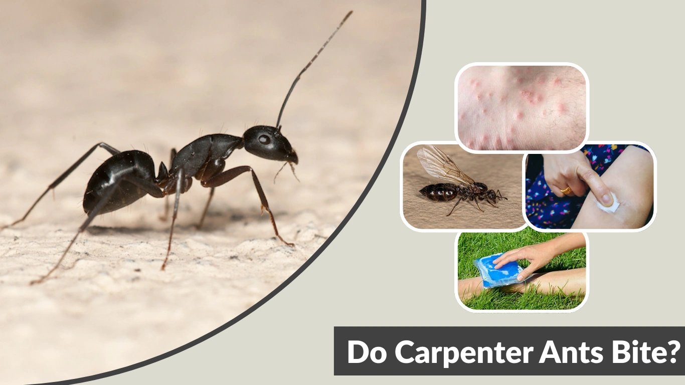 Do Carpenter Ants Bite Symptoms, Pain & Treatment Guide