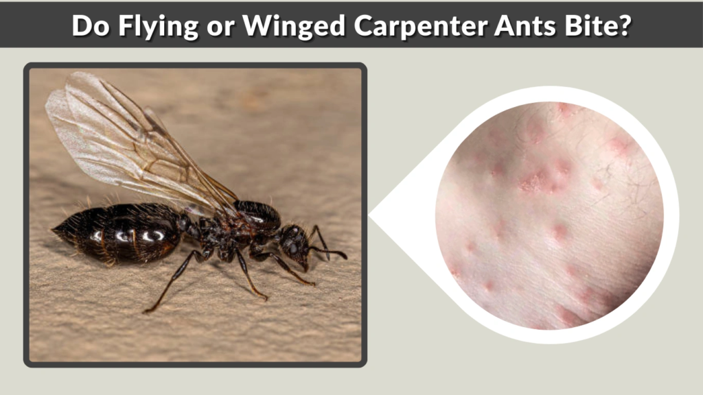 Do Flying or Winged Carpenter Ants Bite
