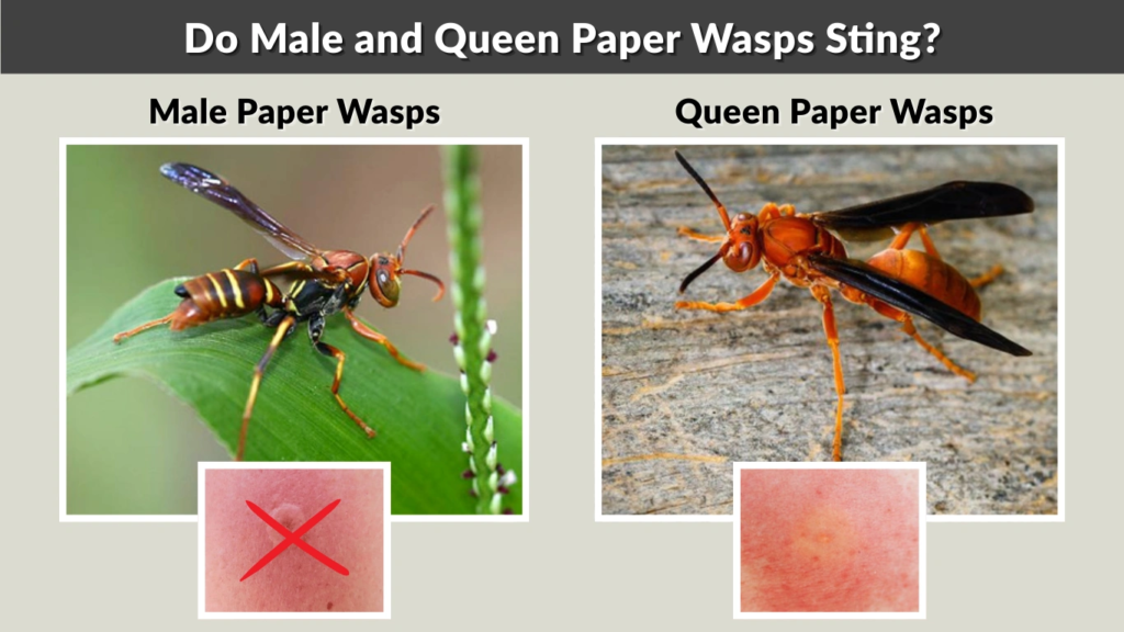 Do Male and Queen Paper Wasps Sting