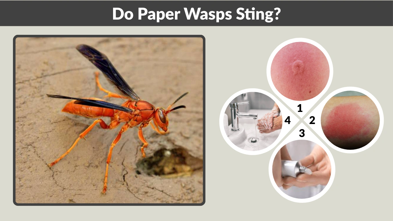 Do Paper Wasps Sting Pain, Symptoms, Treatment & Facts