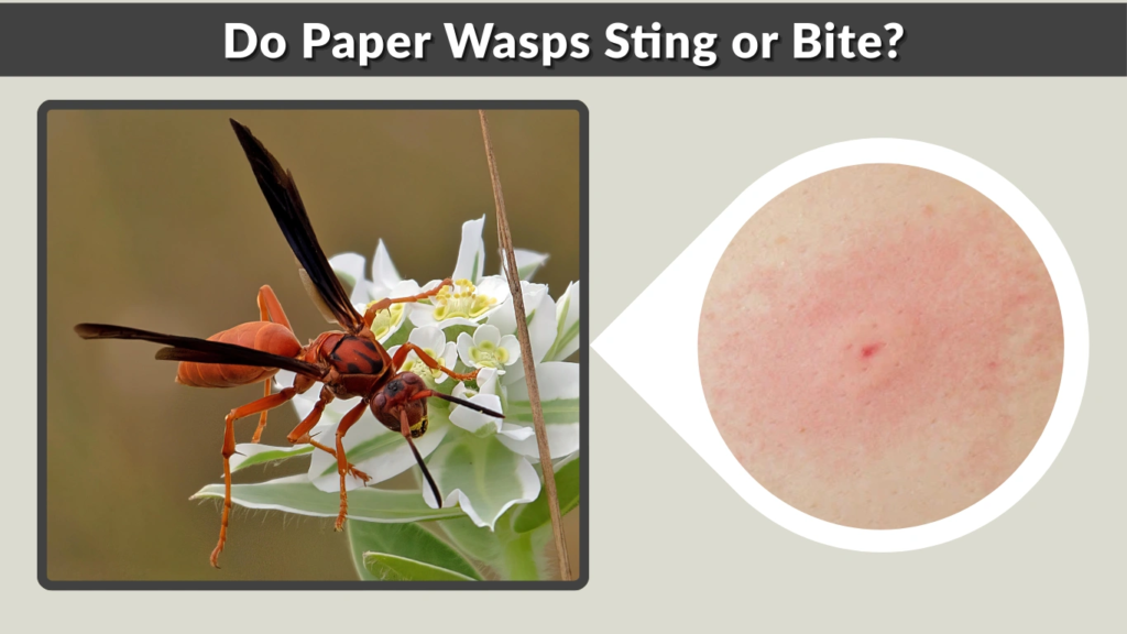 Do Paper Wasps Sting or Bite