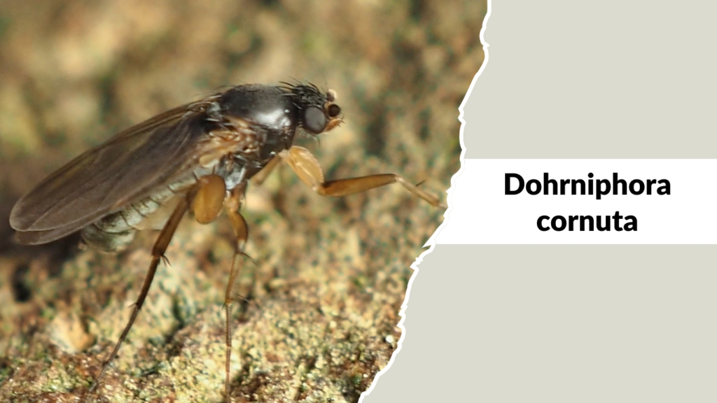 Dohrniphora cornuta