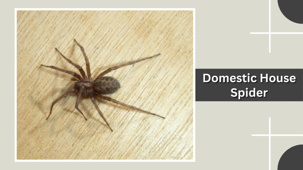 Domestic House Spider