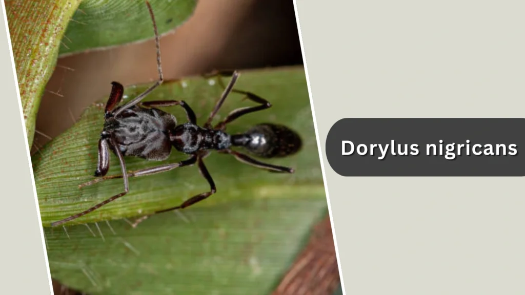 Dorylus nigricans