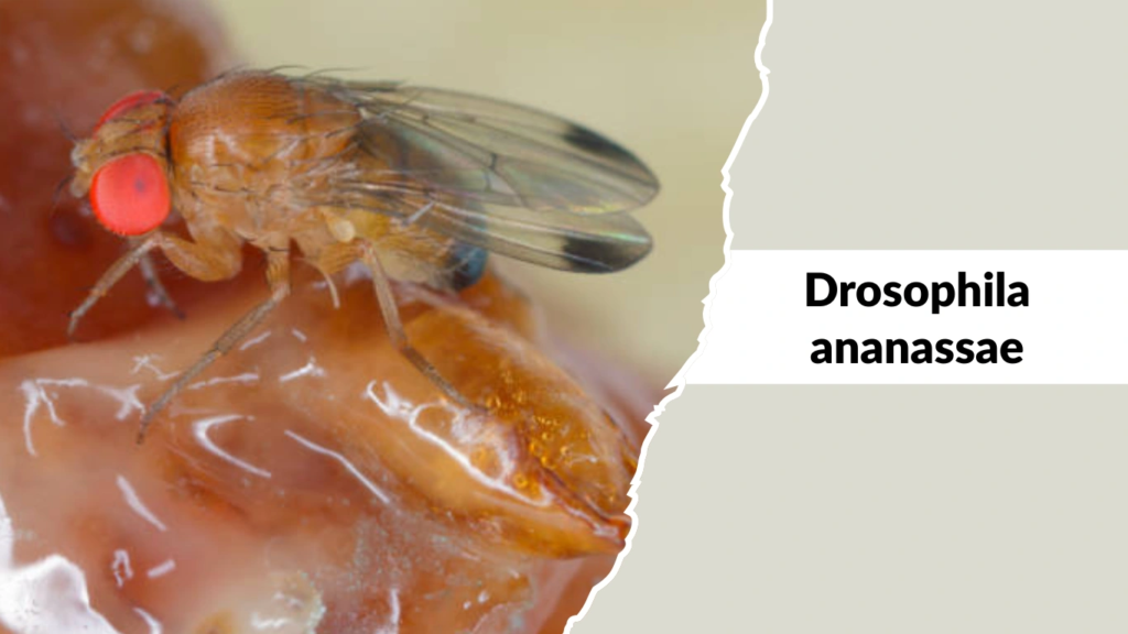 Drosophila ananassae