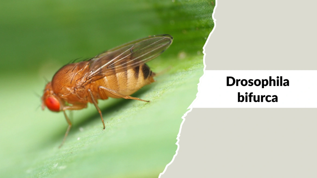 Drosophila bifurca