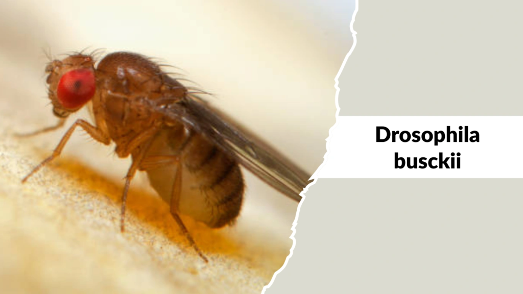 Drosophila busckii