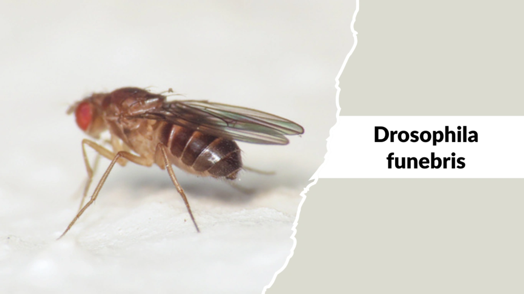 Drosophila funebris