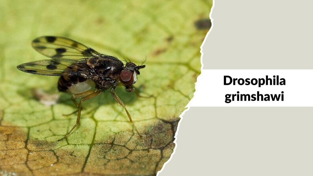 Drosophila grimshawi